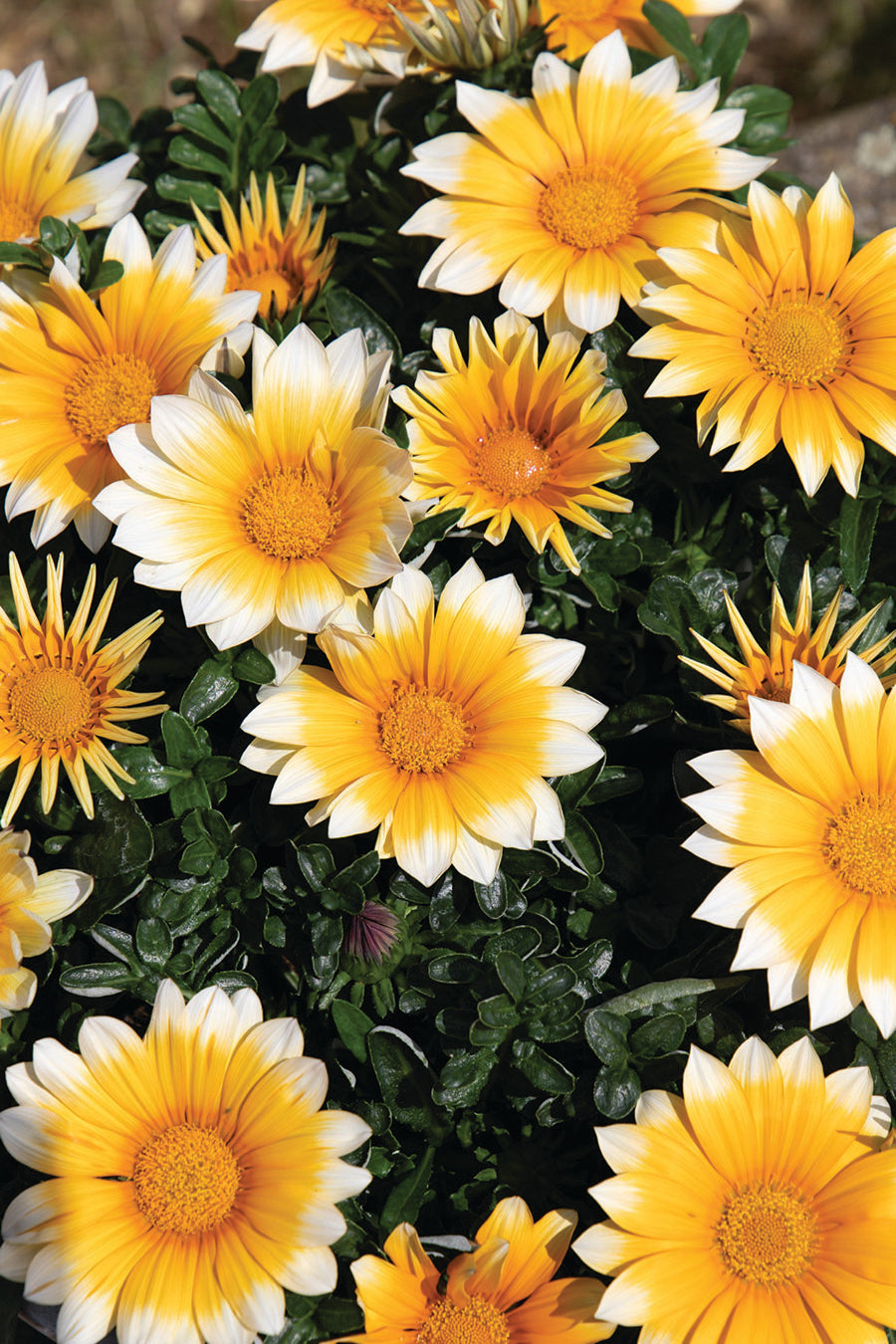 sagina ルルシェ Gazania, Sunny-Side Up – William Dam Seeds