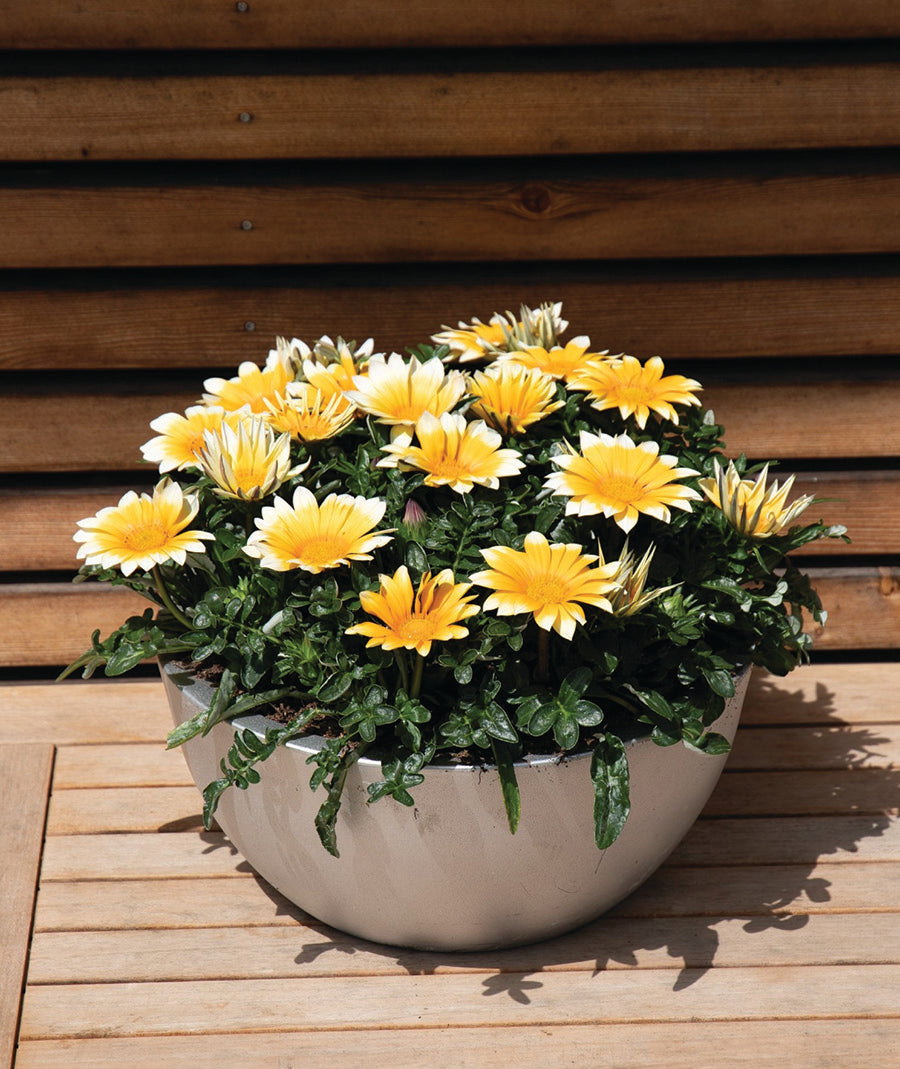 Gazania, Sunny-Side Up – William Dam Seeds