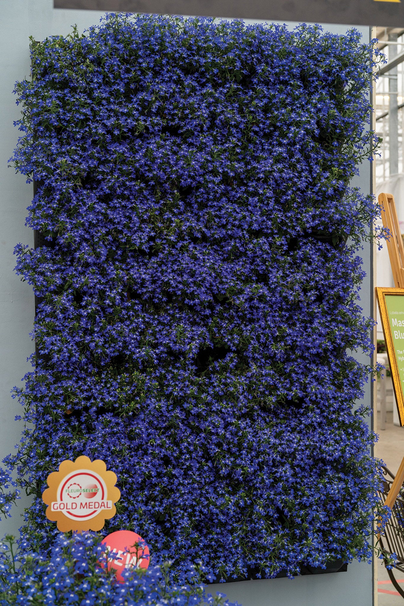 6569livingwall.jpg?v=1733594483