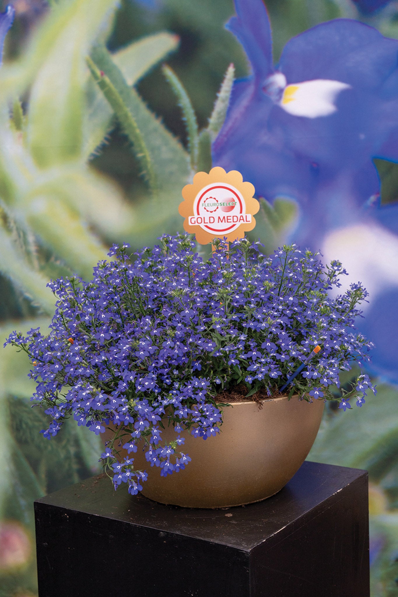 Lobelia, Masterpiece Blue with Eye – William Dam Seeds