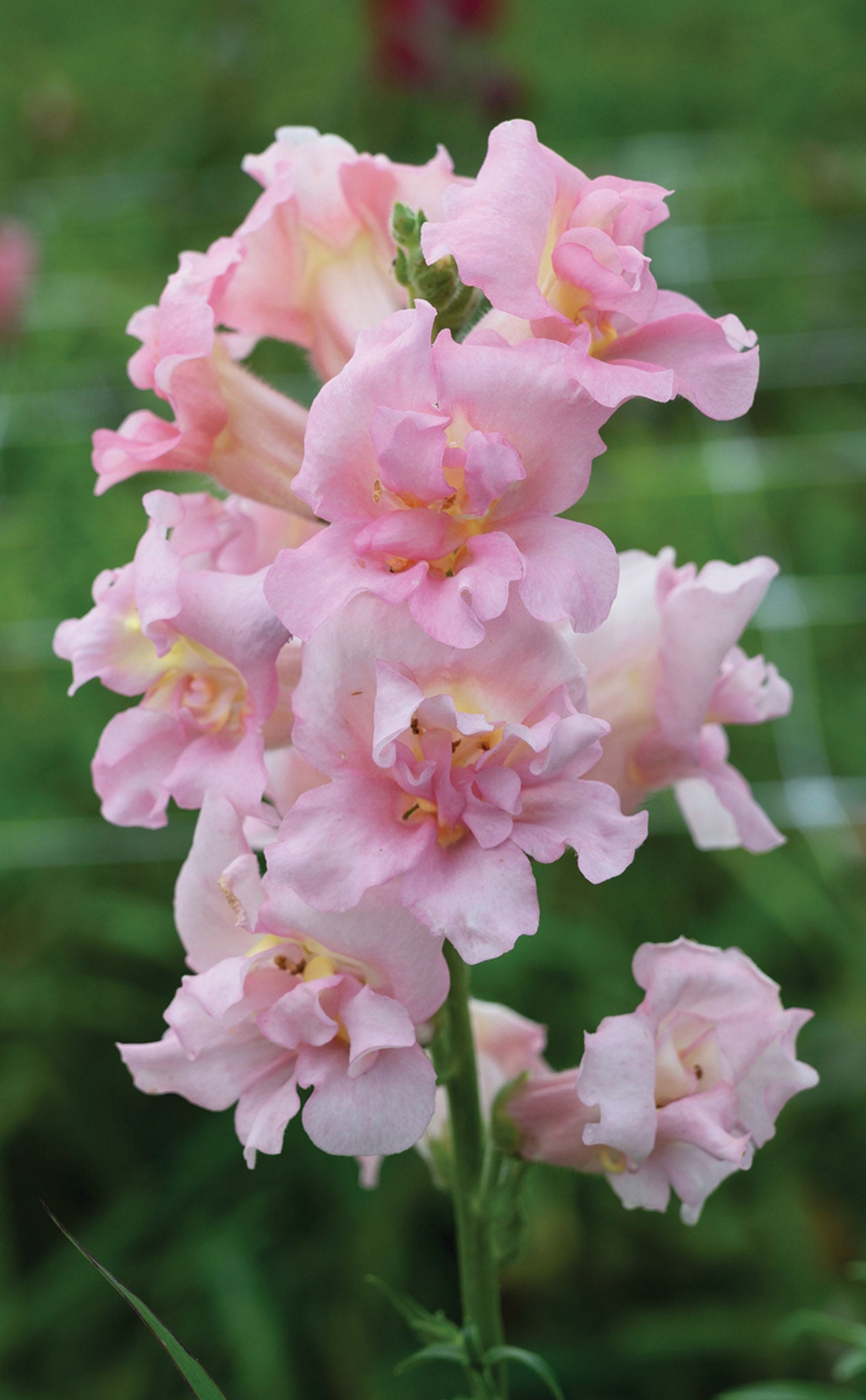 Snapdragon, Madame Butterfly Pink – William Dam Seeds Snapdragon, Madame Butterfly Pink – William Dam Seeds
