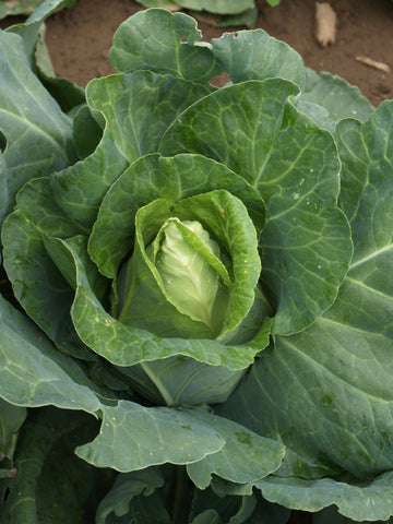 Cabbage, Early Jersey Wakefield