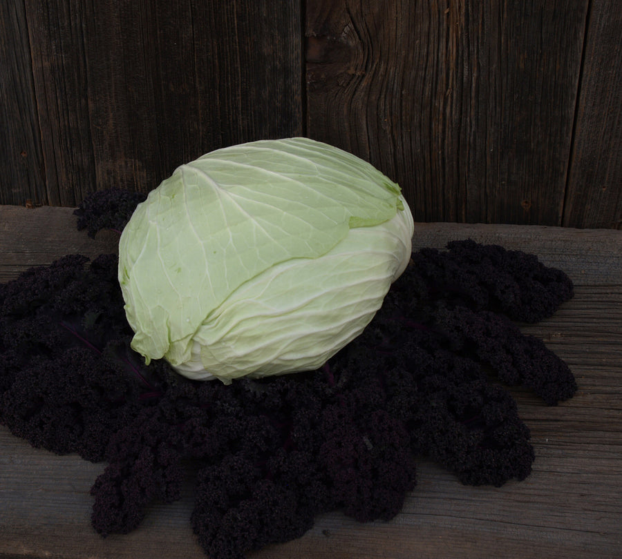 Cabbage, Gunma Hybrid