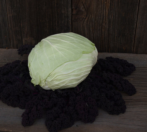 Cabbage, Gunma Hybrid