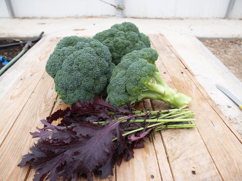 Broccoli, Imperial Hybrid