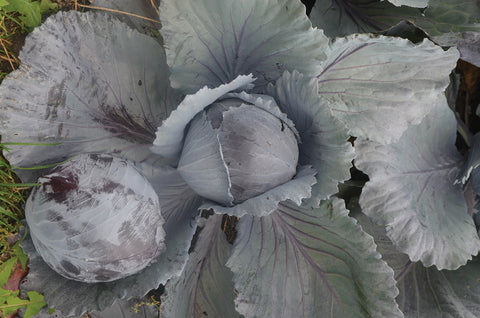Cabbage, Integro Hybrid Organic