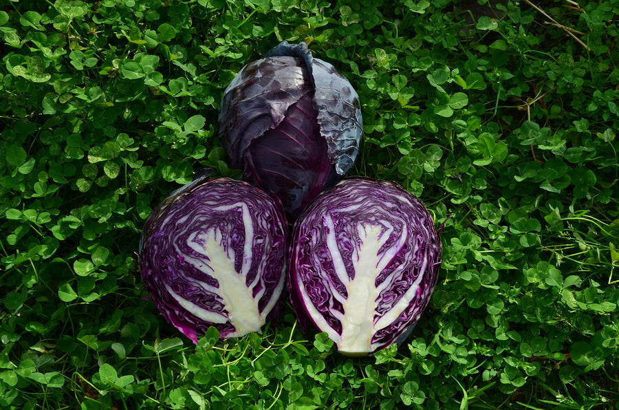 Cabbage, Ruby Perfection Hybrid