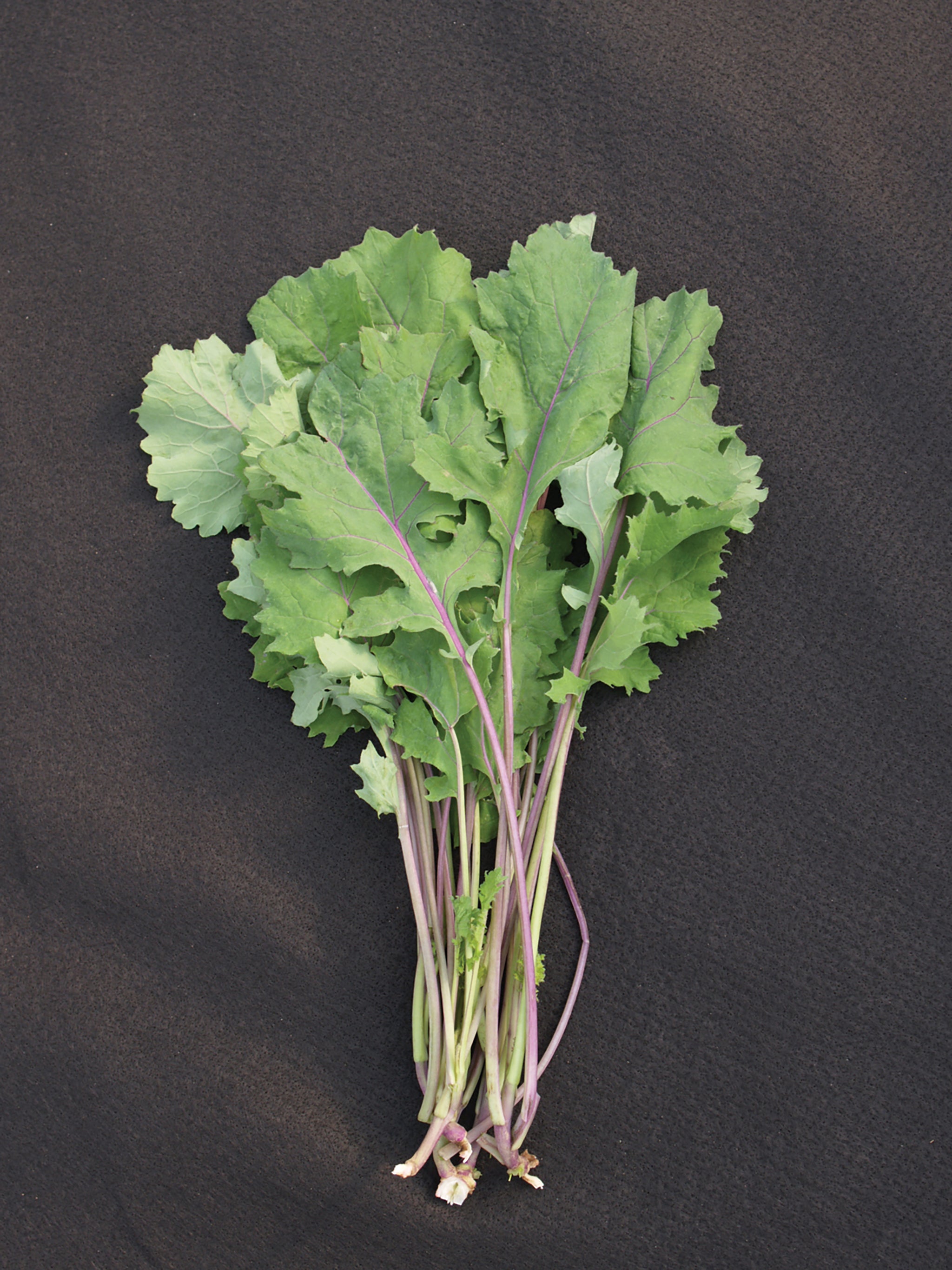 www.damseeds.com