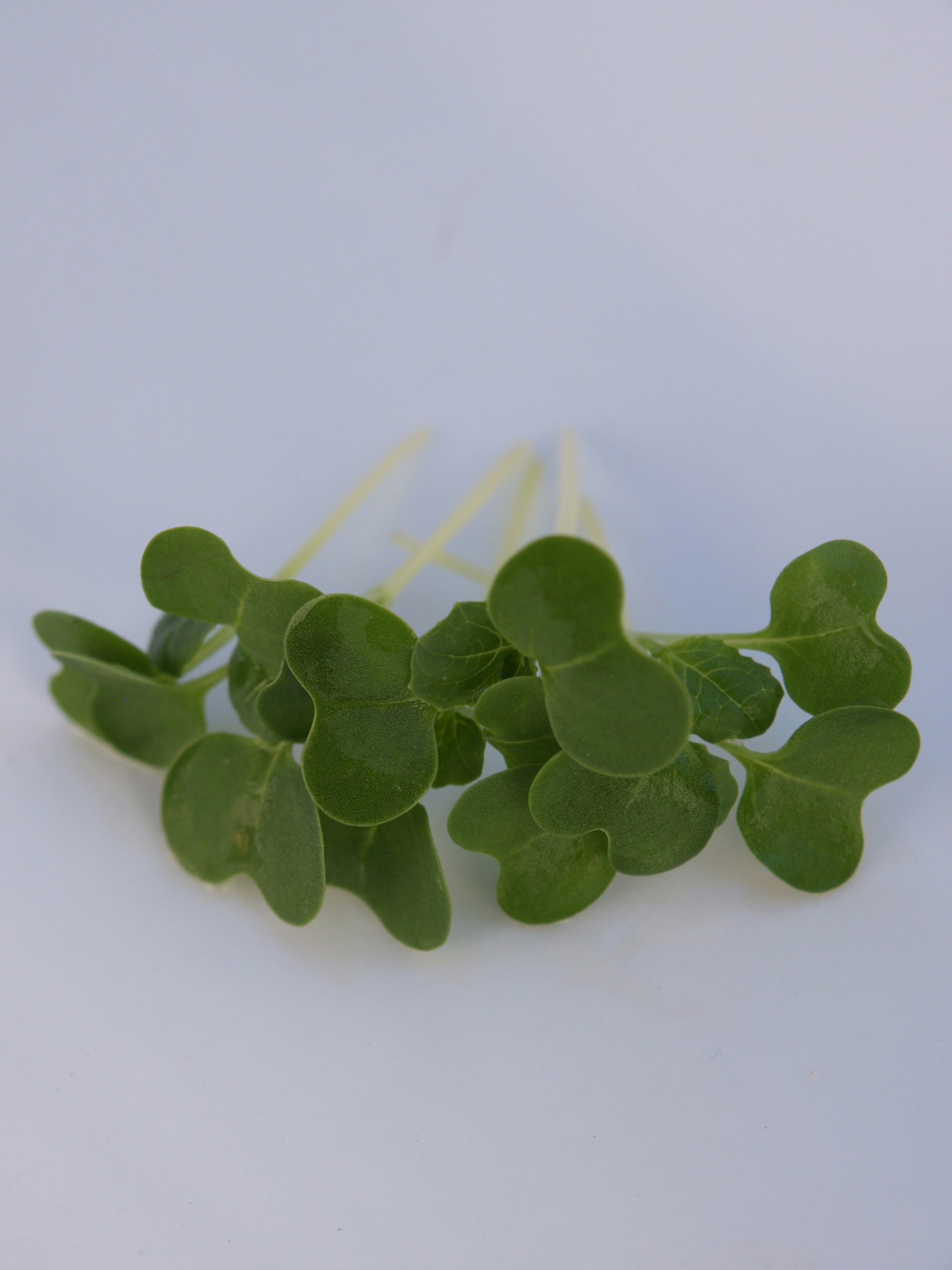 Pak Choy, Canton White stem – William Dam Seeds