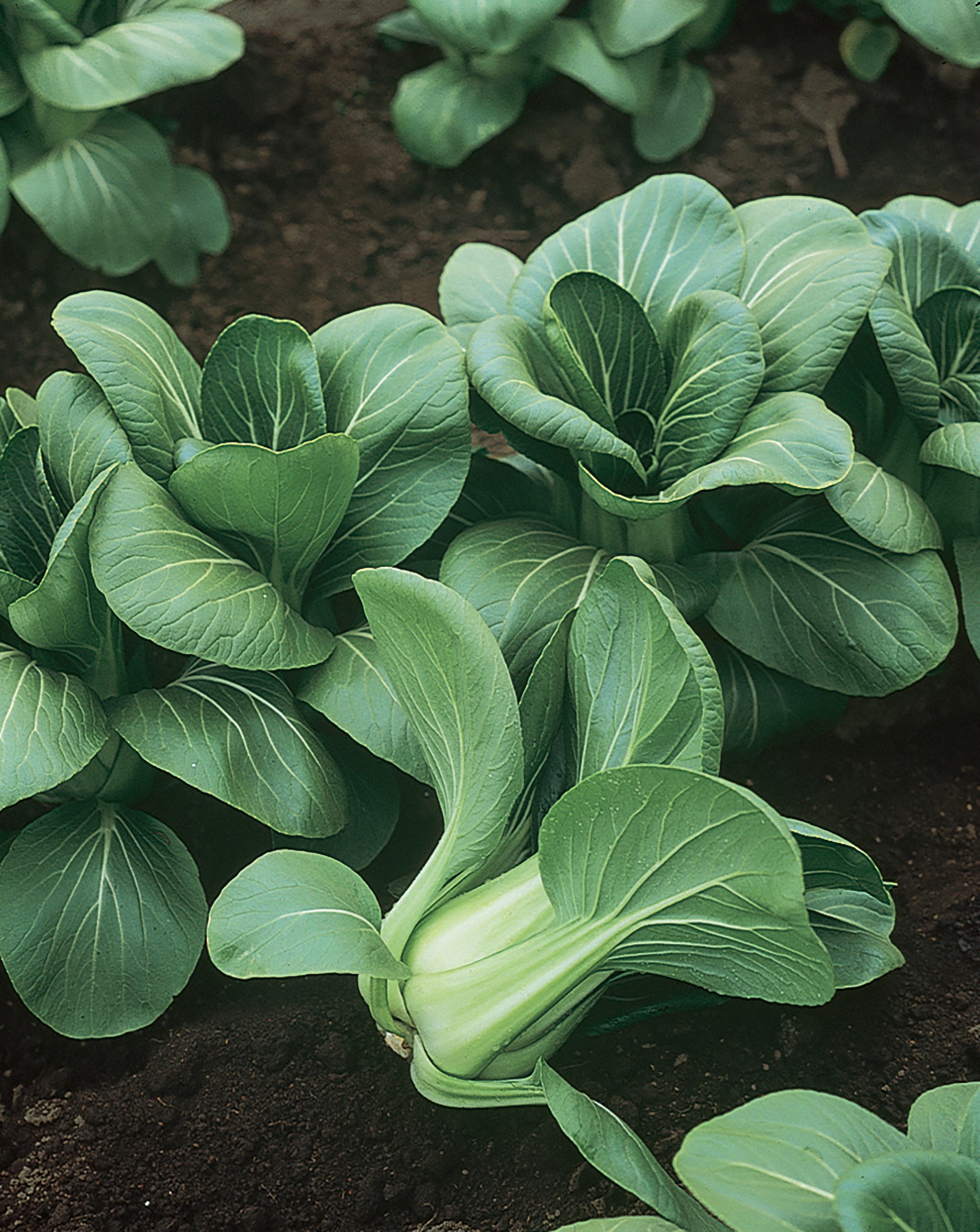 Pak Choy, Mei Qing Choi Hybrid – William Dam Seeds