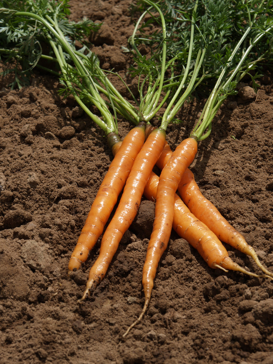 Carrots, Sprint