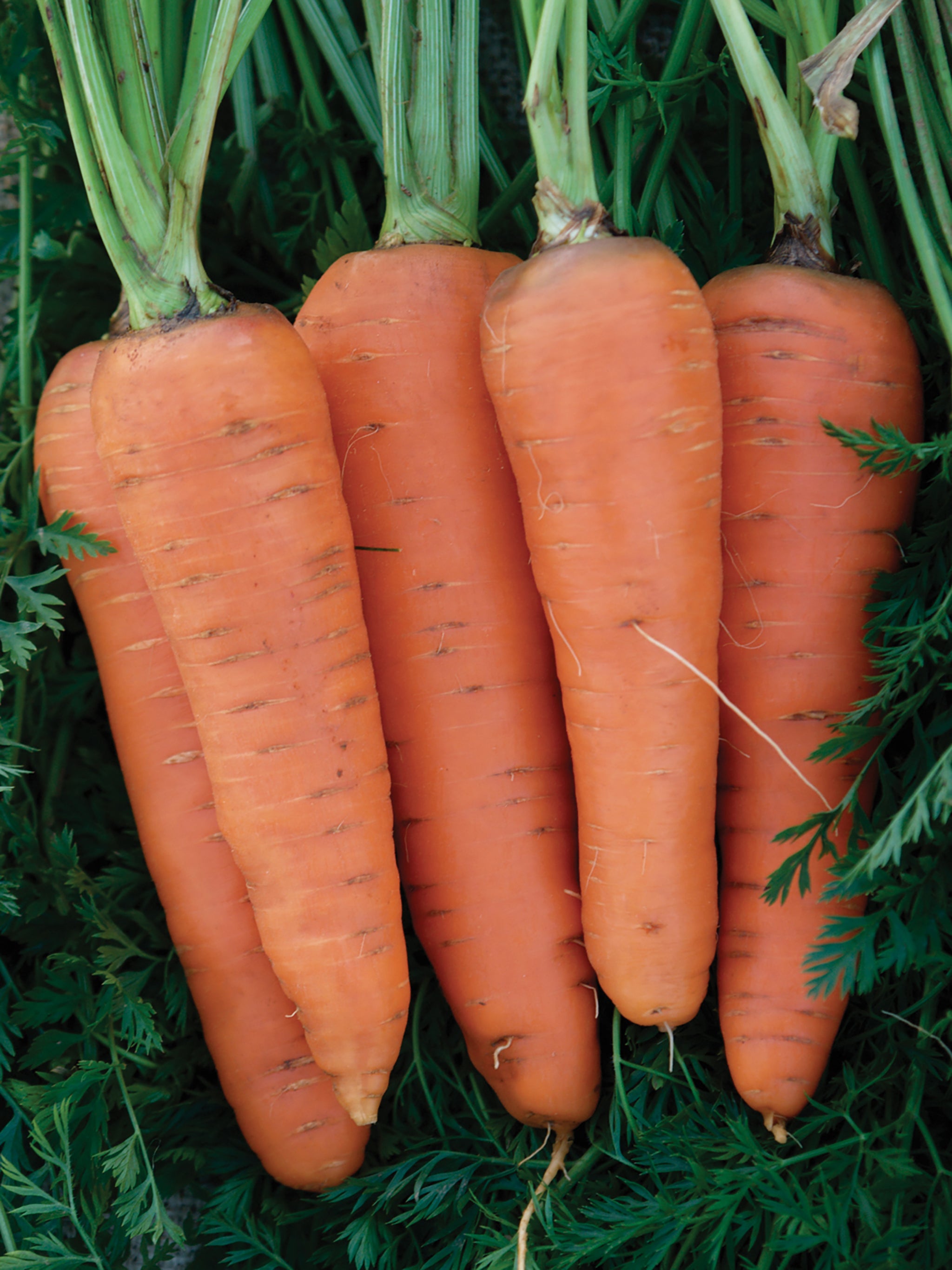 Carrots, Danvers #126 – William Dam Seeds