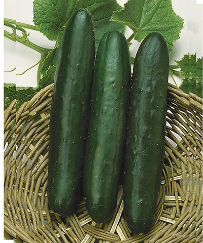 Cucumber, Sweet Success Hybrid