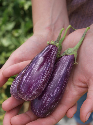 Eggplant, Fairy Tale Hybrid