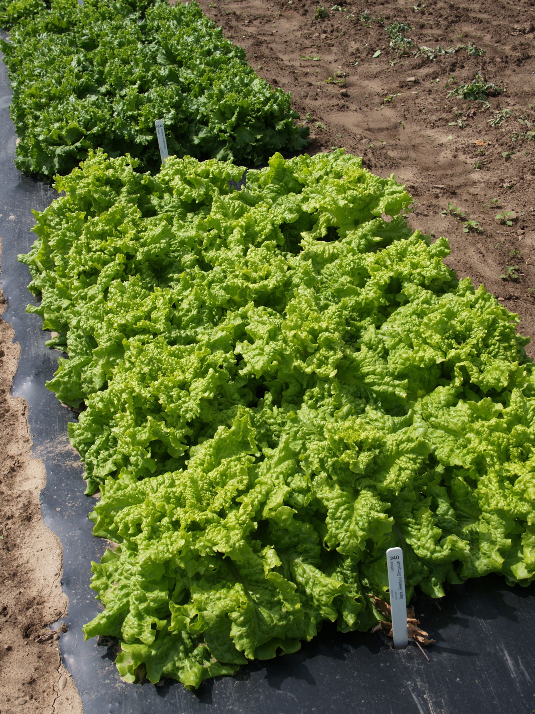 black seeded simpson lettuce planting Lettuce, Black Seeded Simpson
