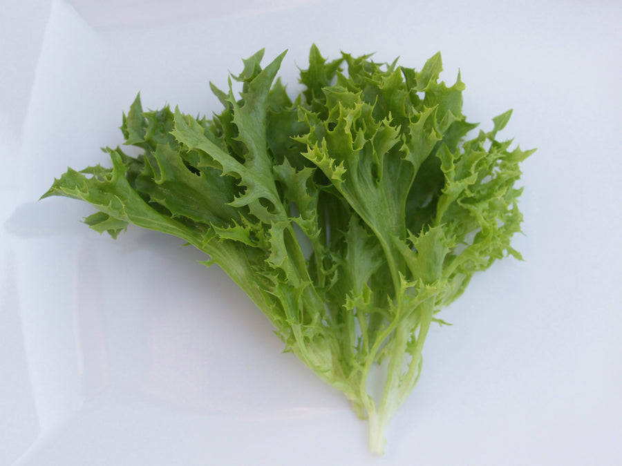 Lettuce, Ezrilla Organic (Pellet)