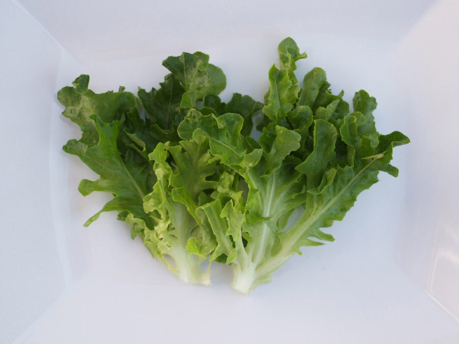 Lettuce, Hampton Organic (Pellets)