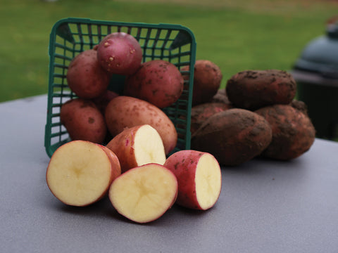 Potato, Clancy Hybrid (pellets)
