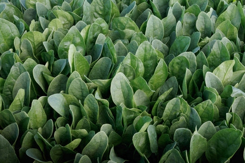 Spinach, Riverside Hybrid