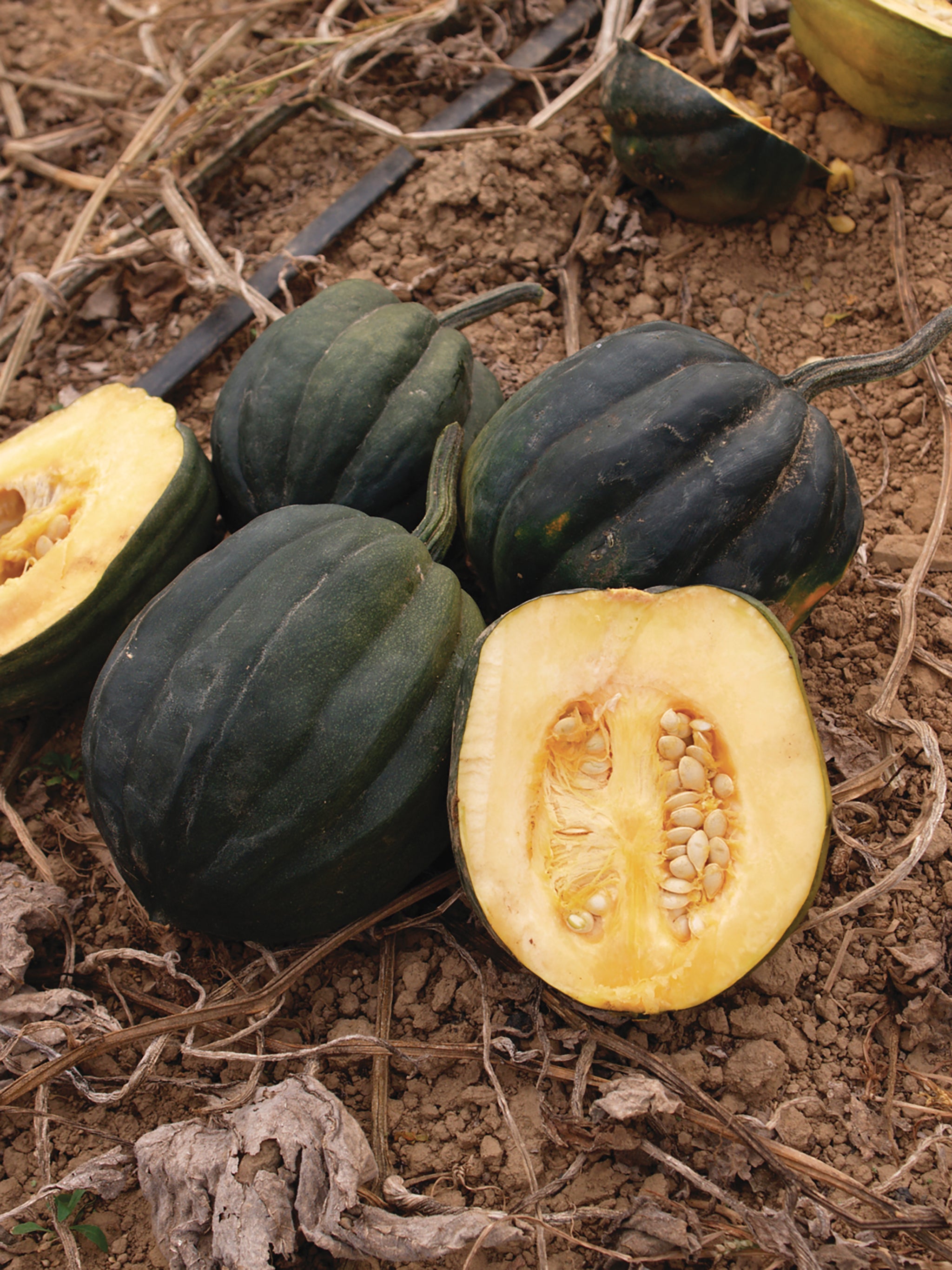 Winter Squash, Table Queen – William Dam Seeds