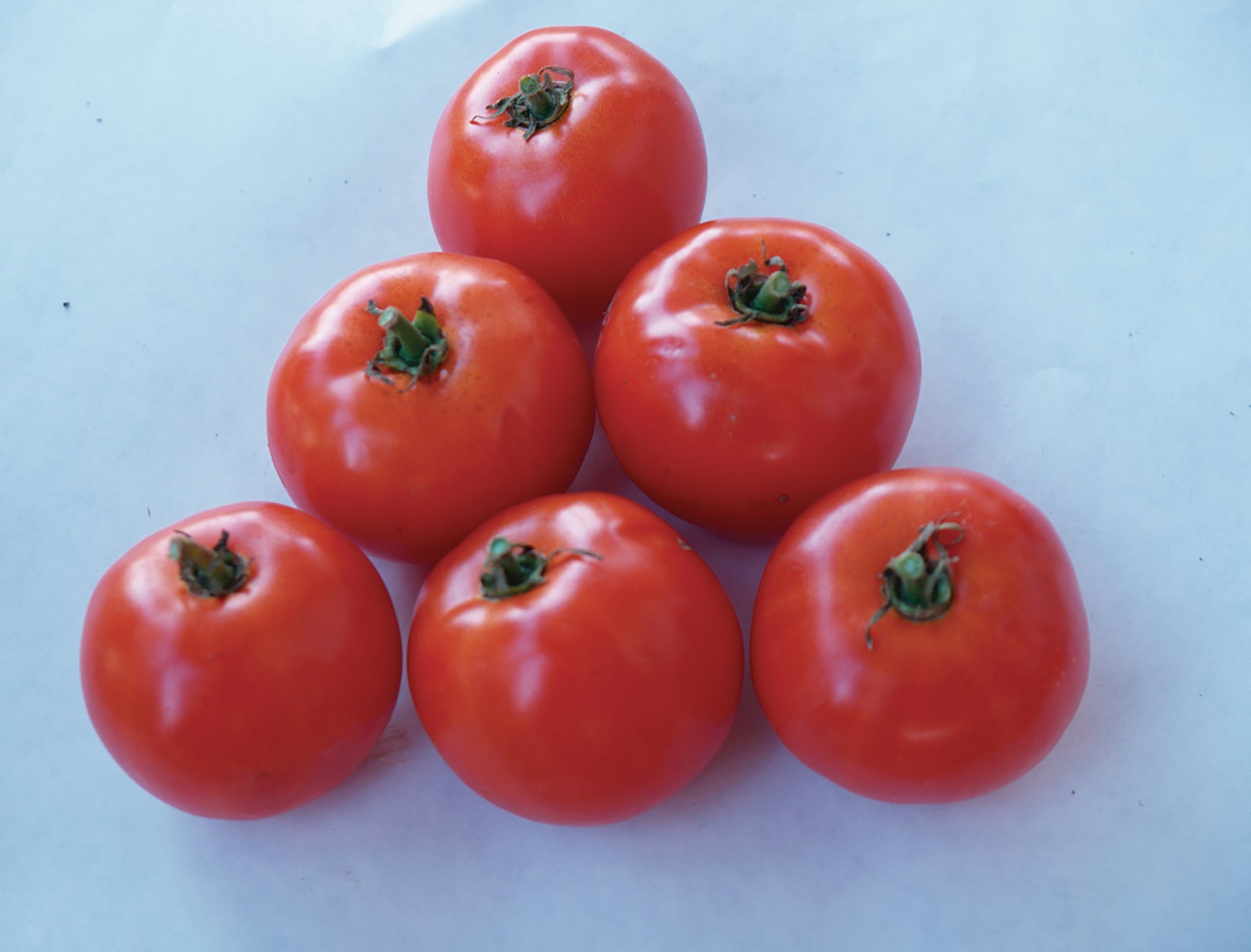 Tomatoes, Heinz 1439 – William Dam Seeds
