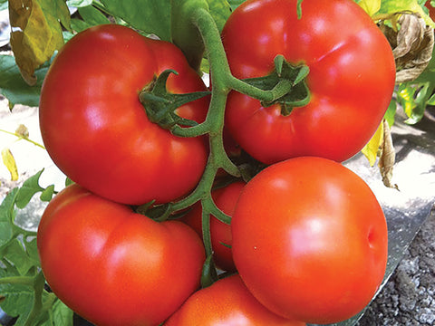 Tomatoes, Caiman Hybrid Organic