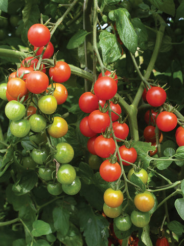 Tomatoes, Super Sweet 100 Hybrid