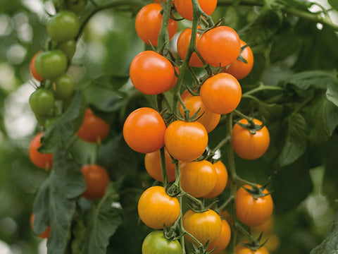 Tomato, Torinjina Hybrid Organic