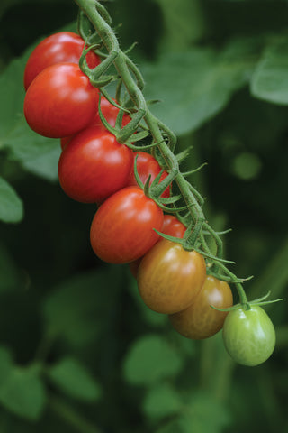 Tomatoes, Sugar Rush Hybrid