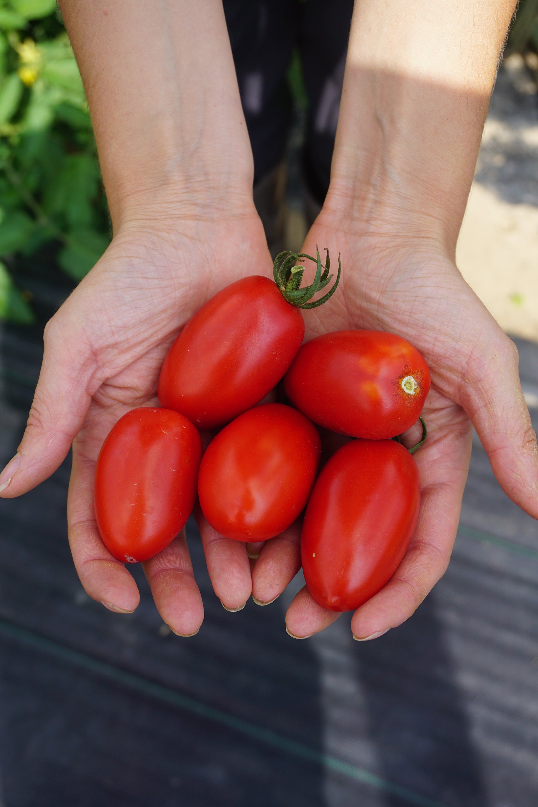 Juliet Tomato (F1 Hybrid 60 Days), 40 OFF