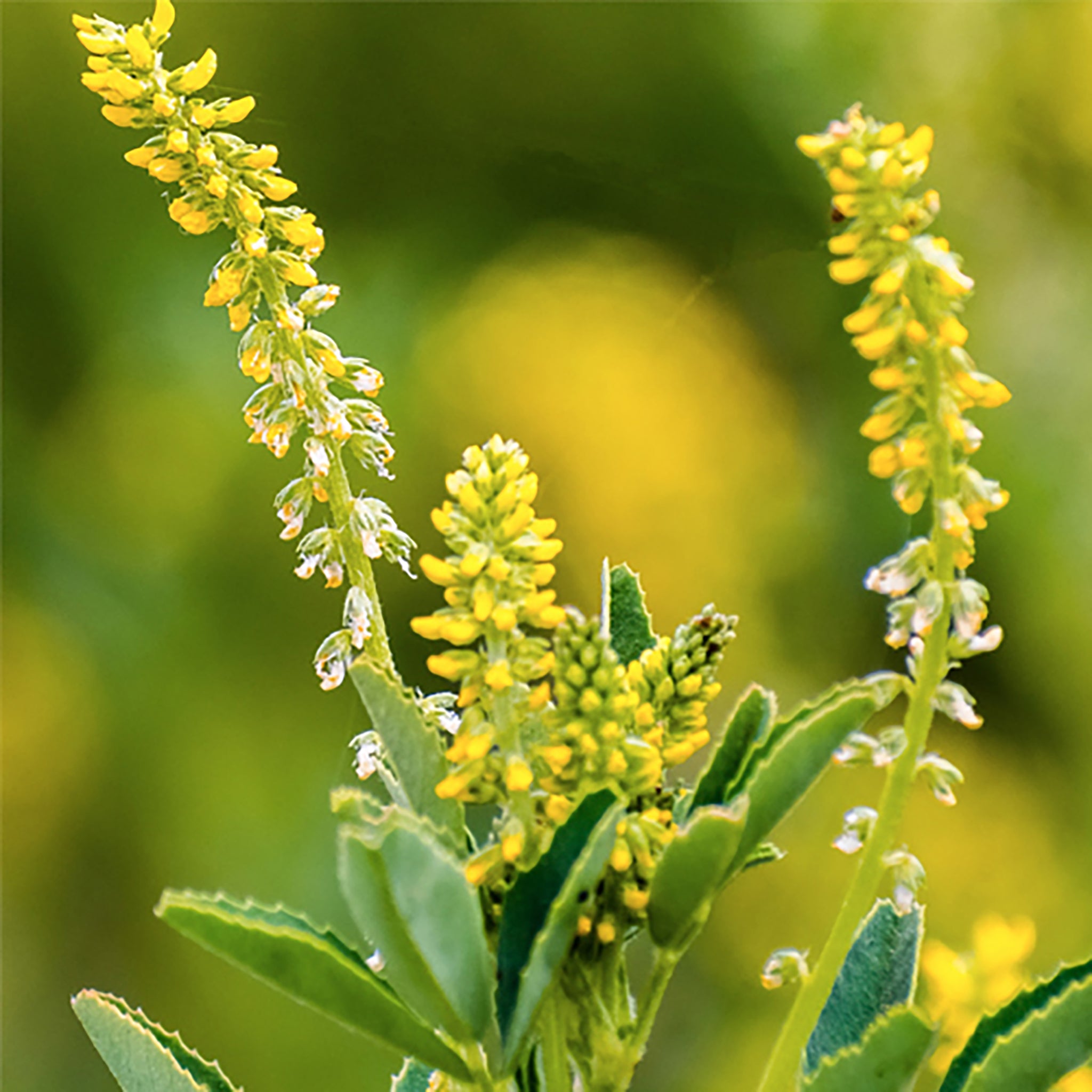 Greencrops, Sweet Clover Organic William Dam Seeds