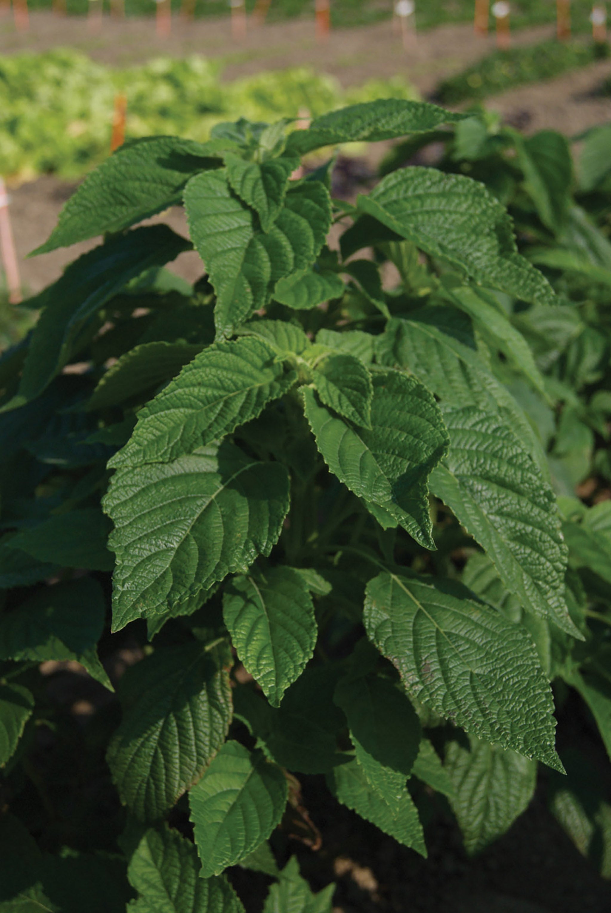 Chia, Chia – William Dam Seeds