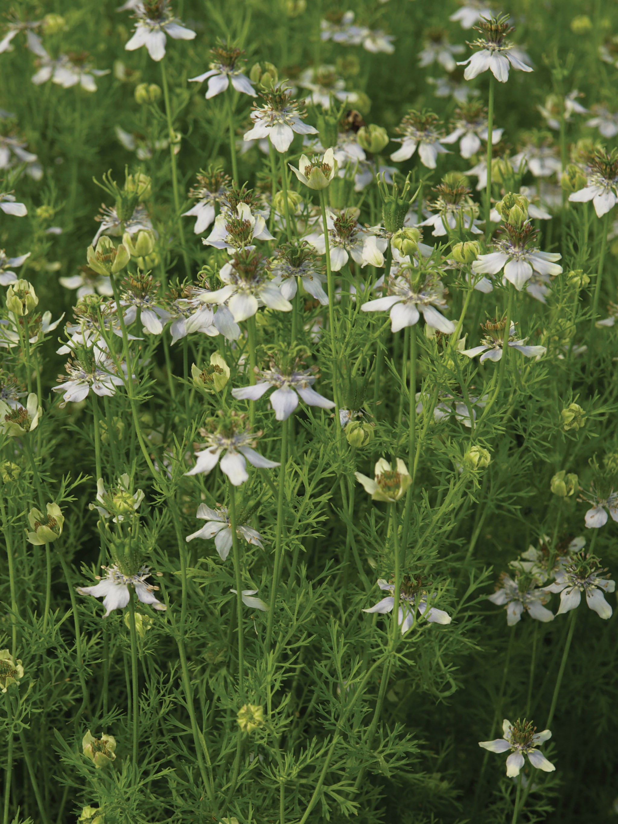 images of black seed plant Cumin, Black Cumin