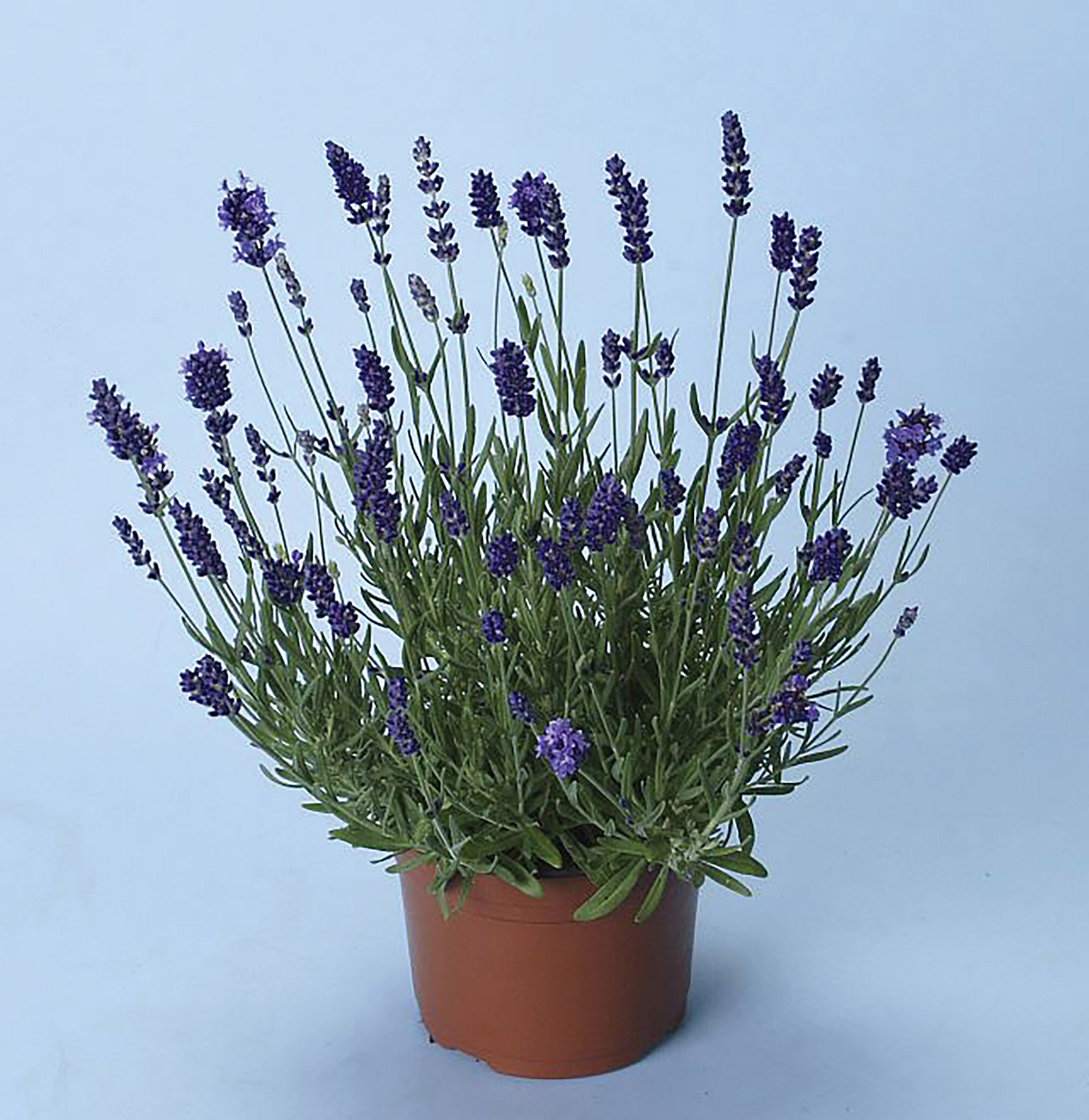 Lavender, Ellagance Purple – William Dam Seeds