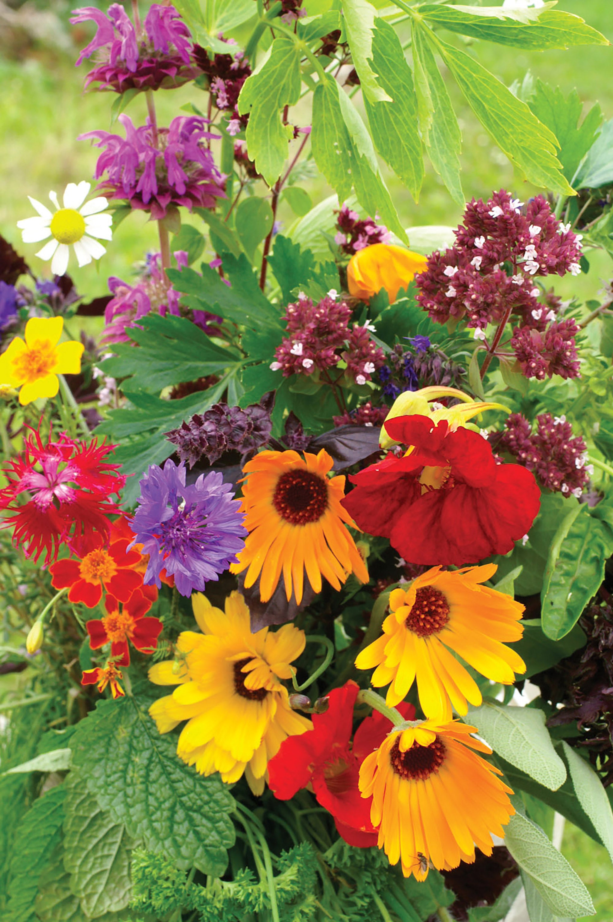 edible flower mix seeds Flower Mixes, Edible Flower & Herb Mix