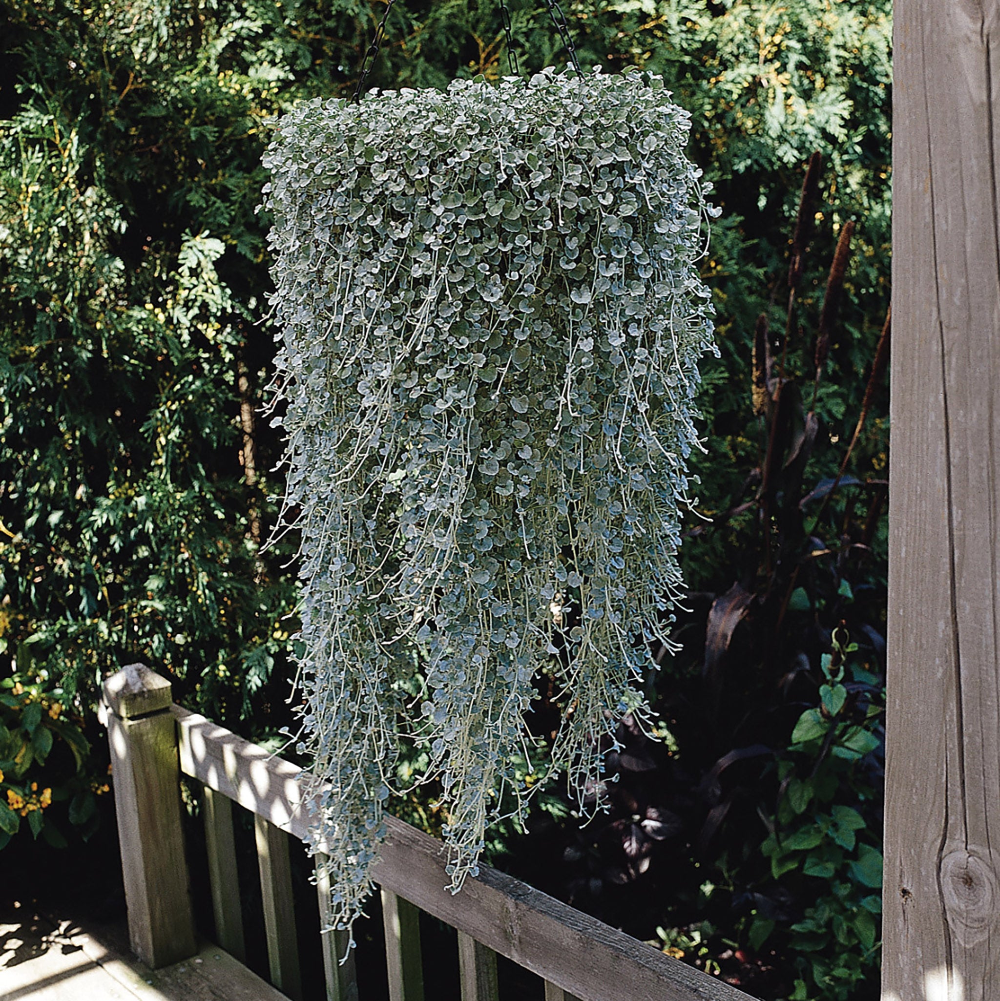 hanging silver plant Dichondra, Silver Falls
