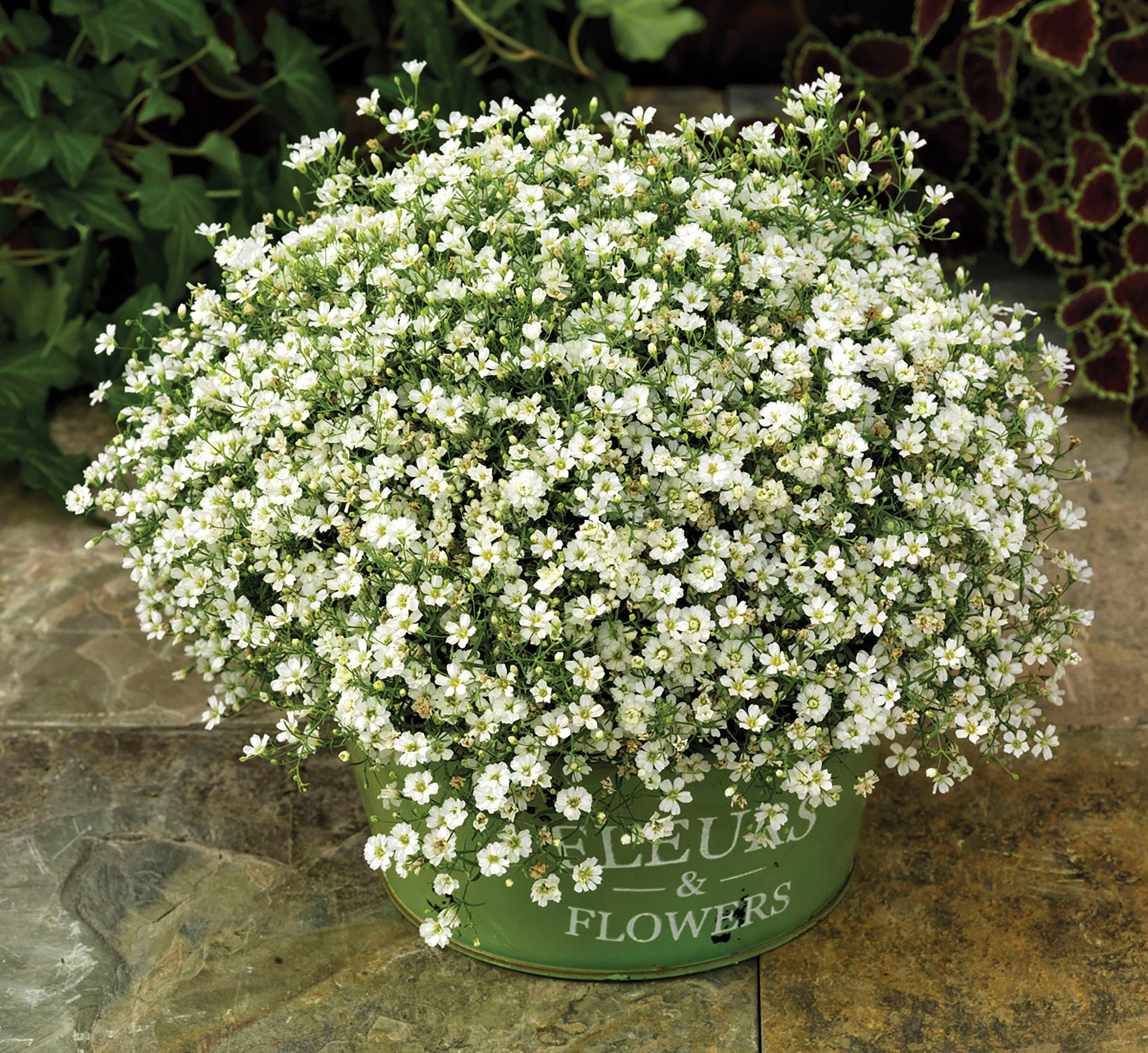 Gypsophila, Gypsy White Improved – William Dam Seeds
