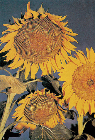 Sunflower, Large Grey Stripe