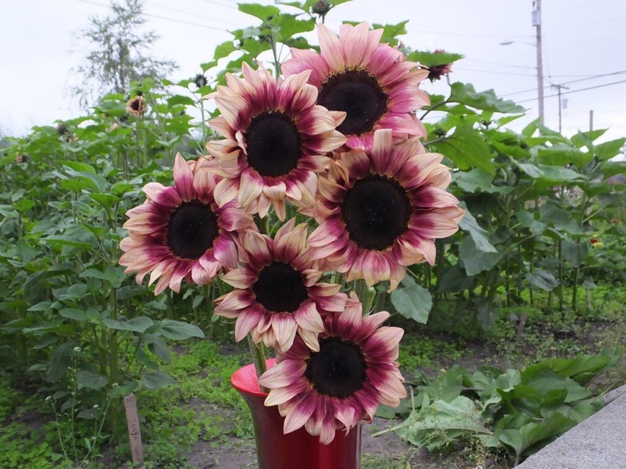 プラム「太陽」「ハリウッド」 Sunflower, Procut Plum – William Dam Seeds