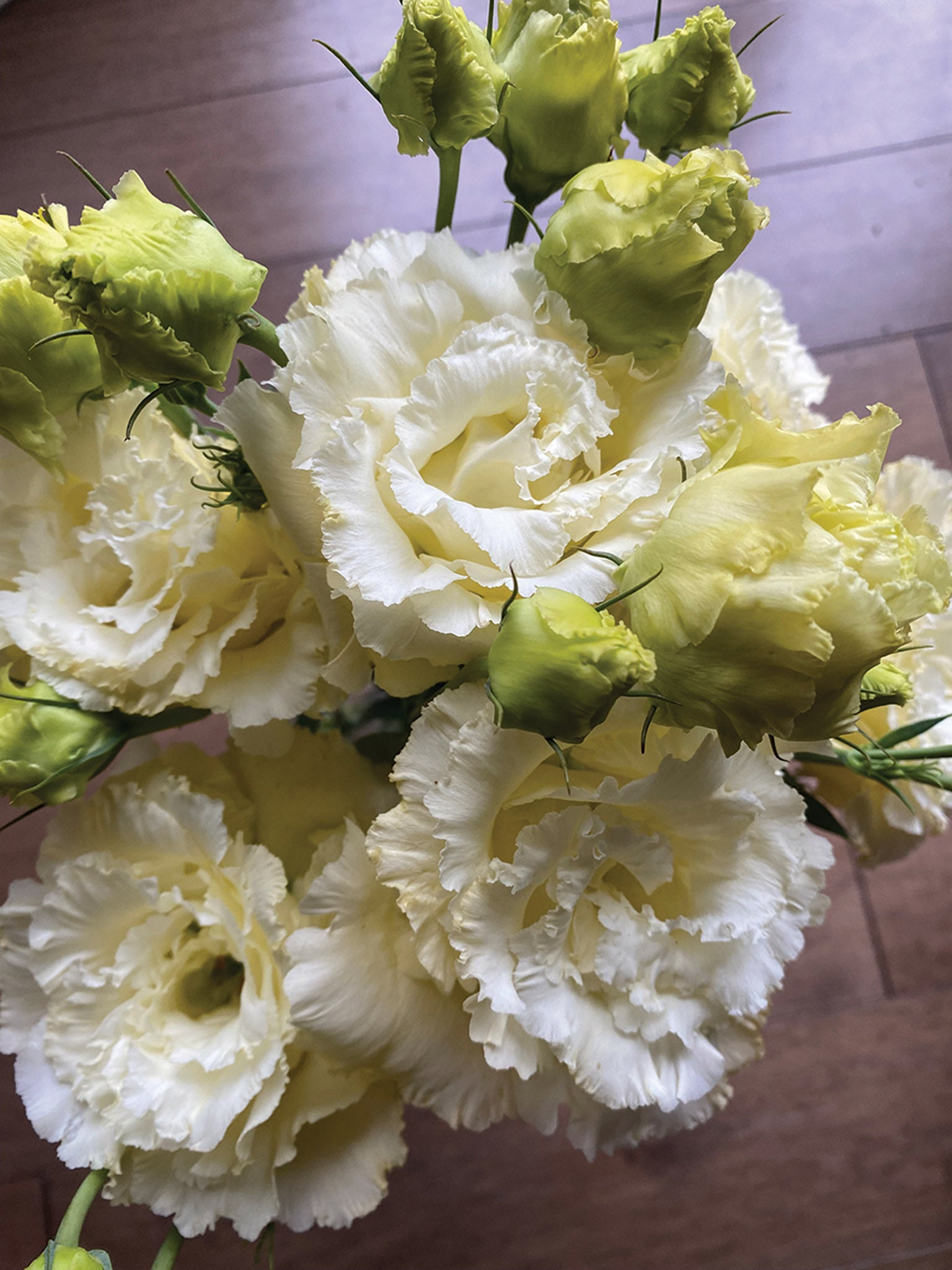 Corelli Yellow – William Dam Seeds