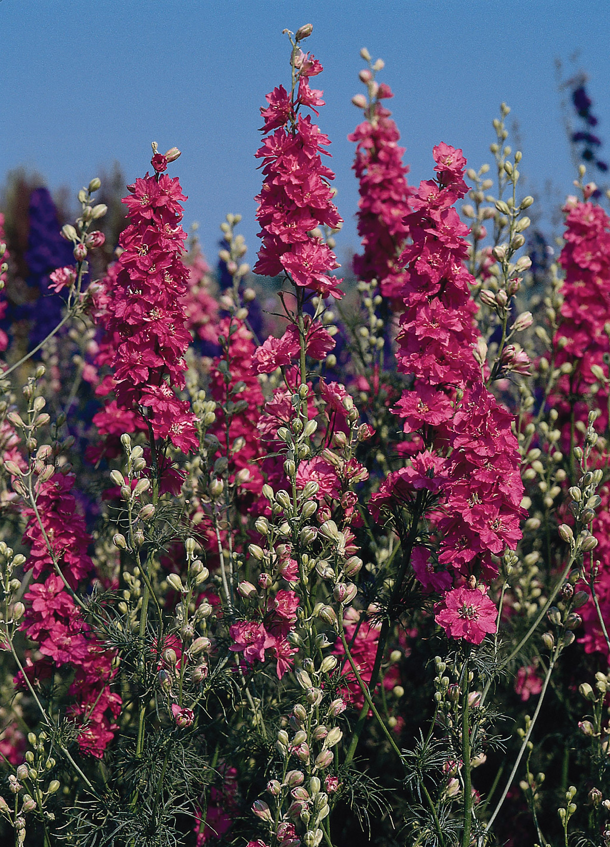 larkspur qis rose seeds Larkspur, QIS Carmine