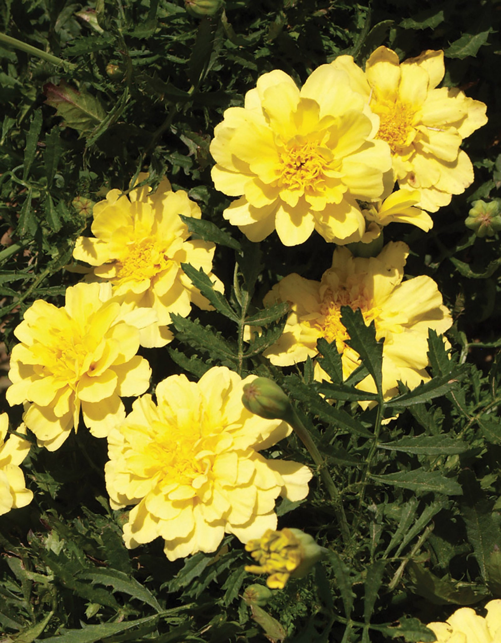 alumia vanilla cream marigold seeds Marigold, Alumia Vanilla Cream
