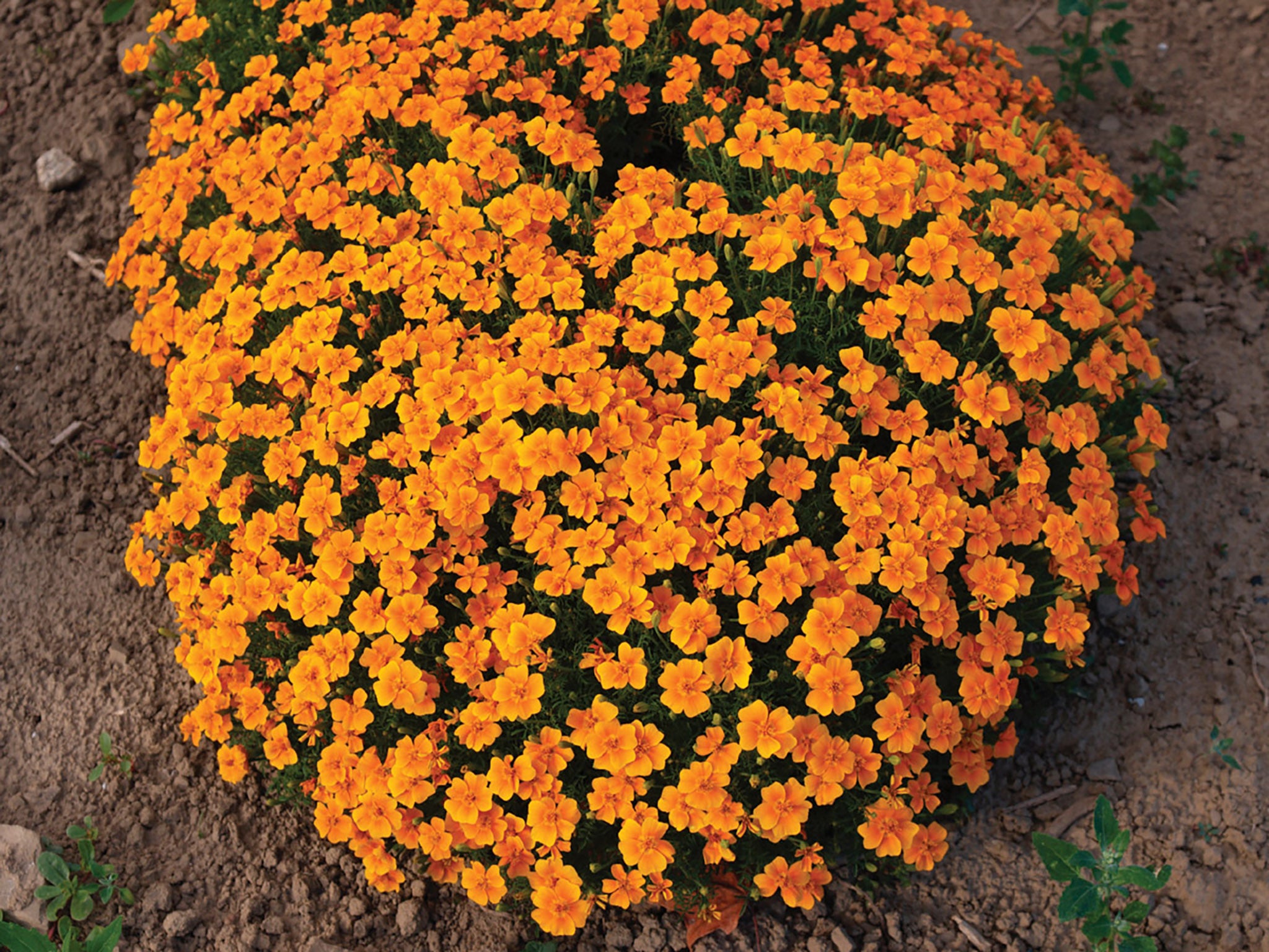 tangerine gem marigold seeds Marigold, Orange Gem