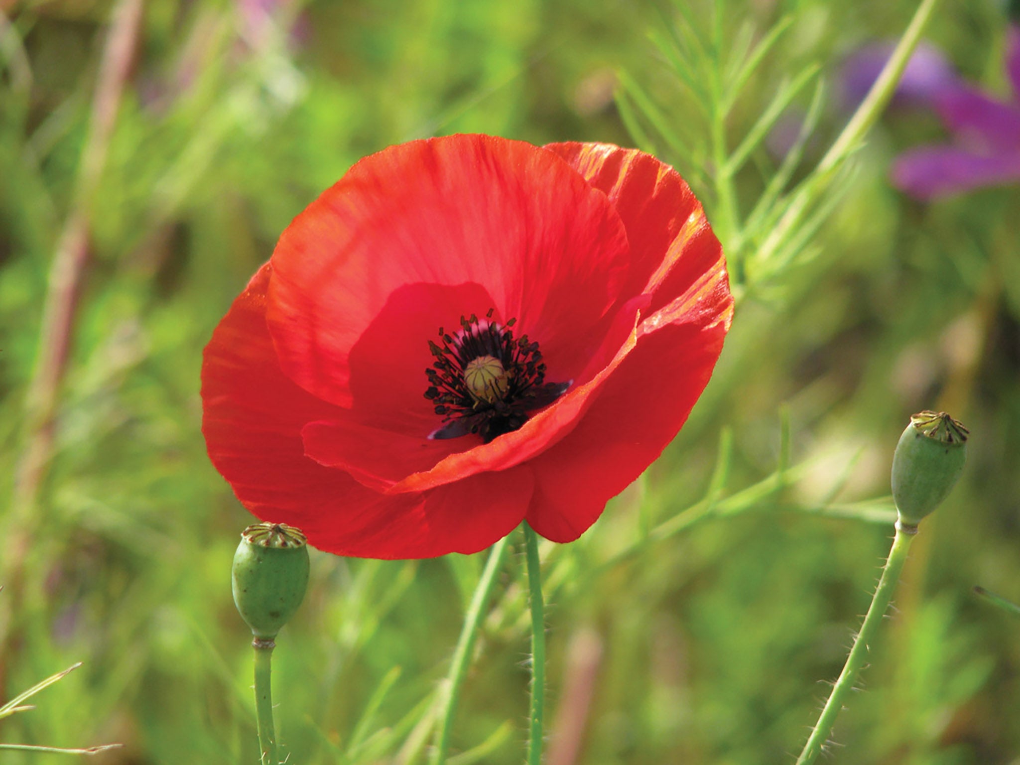 Poppy, Flanders Field, image size:2048x1536