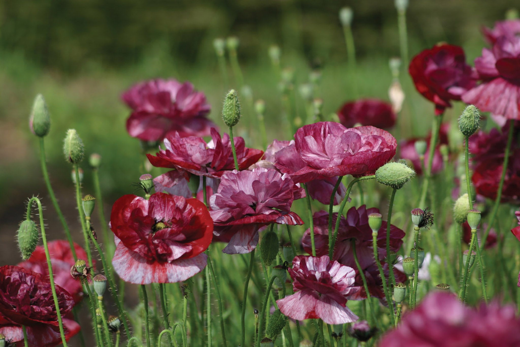 Poppy, Pandora – William Dam Seeds