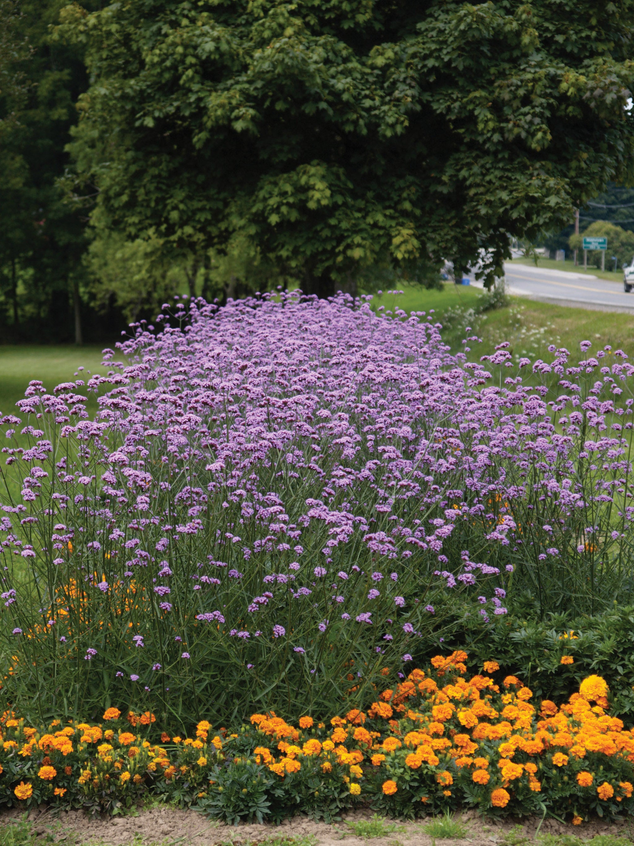 bonariensis plant Verbena, Bonariensis