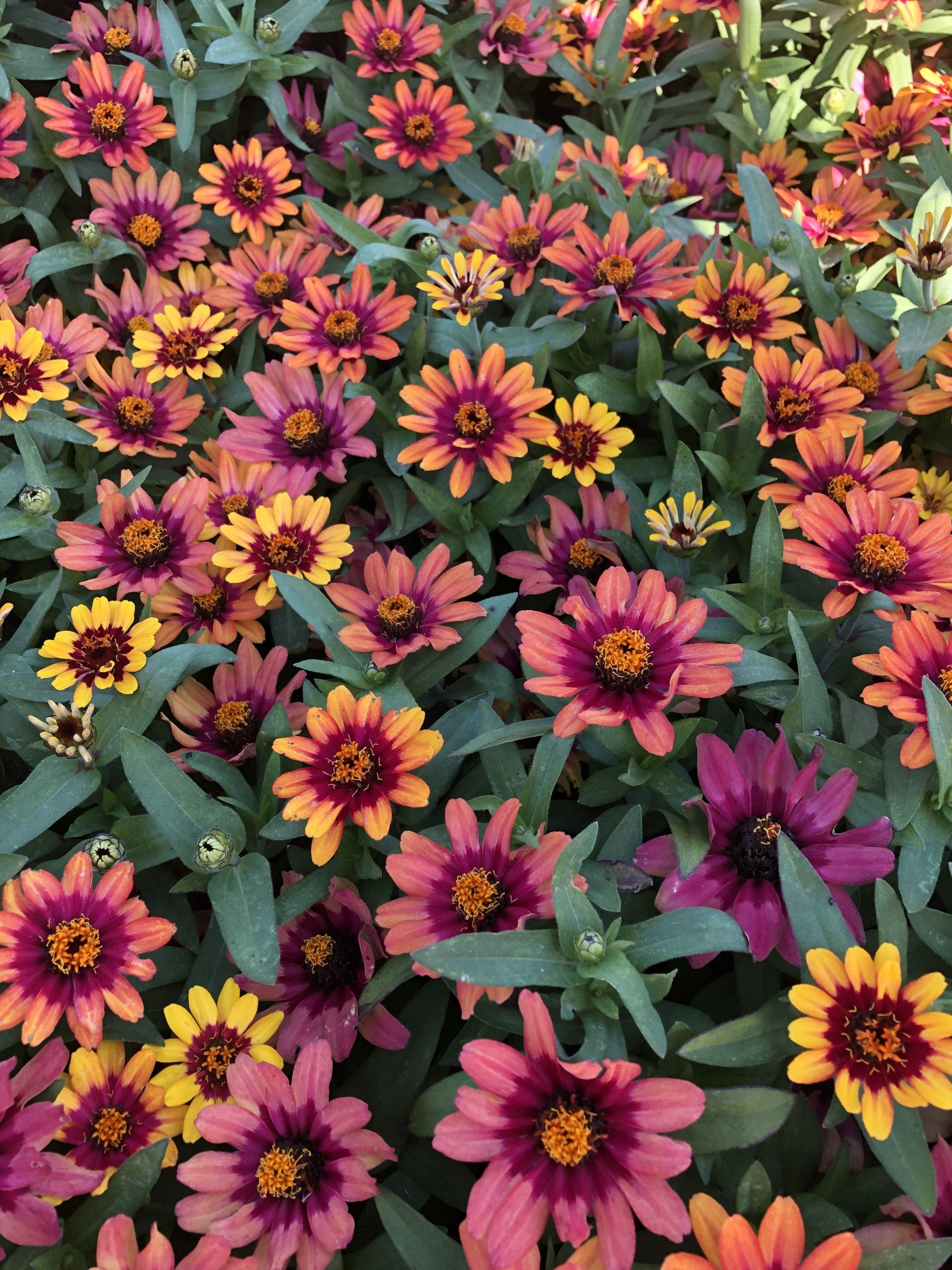 Zinnia, Profusion Red Yellow Bicolor – William Dam Seeds