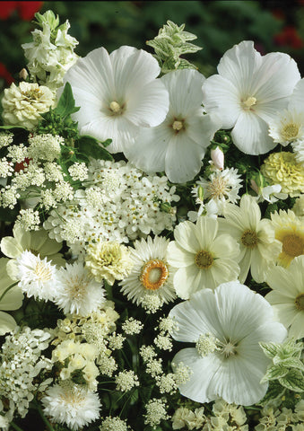 Flower Mixes, Wonderful White