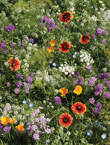 Pollinators, Beneficial Insect Mix
