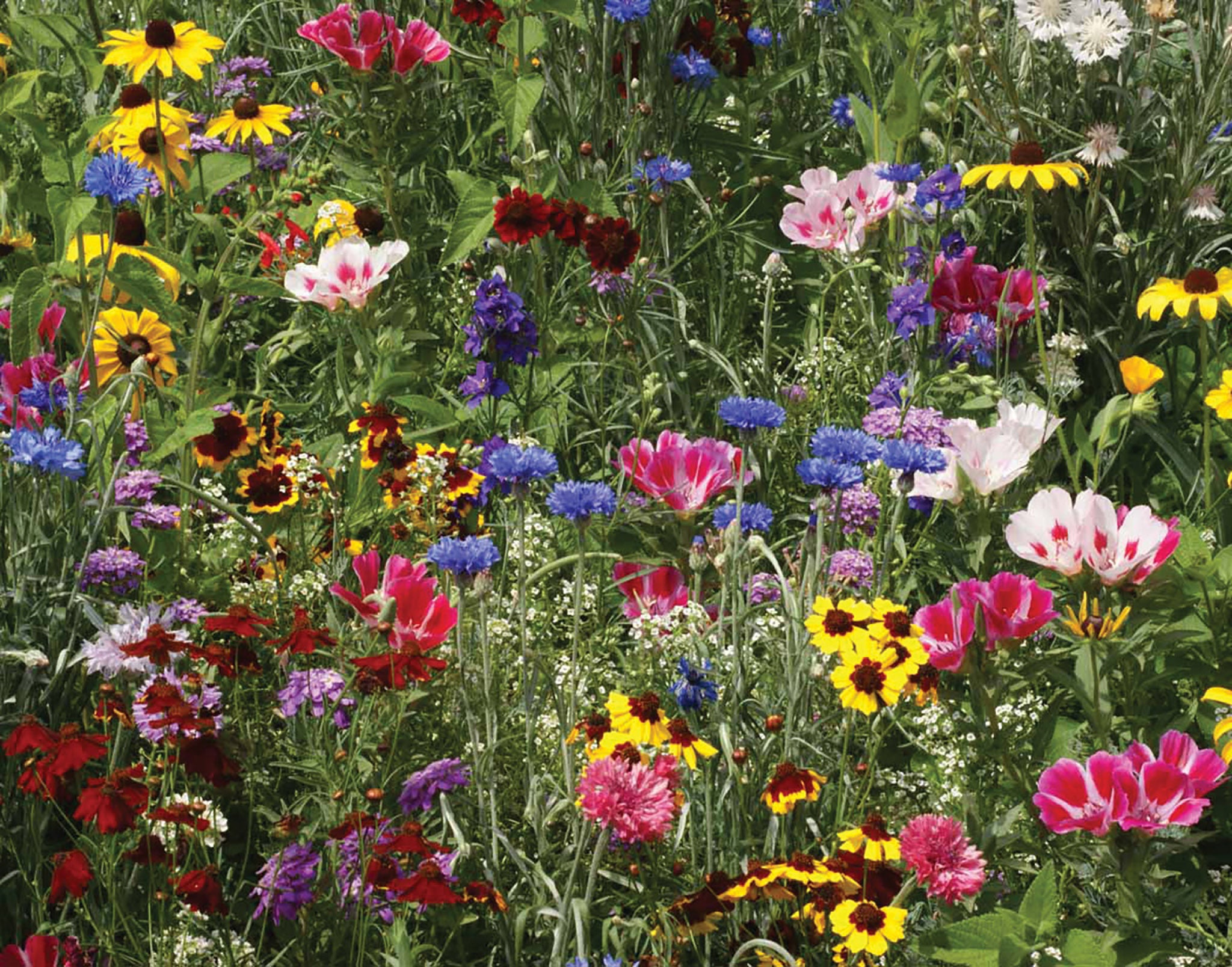 Perennial Wildflower Seed Mix Ontario Largest Collection Www perennial-wildflower-seed-mix-ontario-largest-collection-www